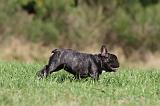 BOULEDOGUE FRANCAIS 581